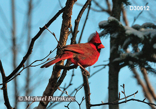 Northern Cardinal (Cardinalis cardinalis)
